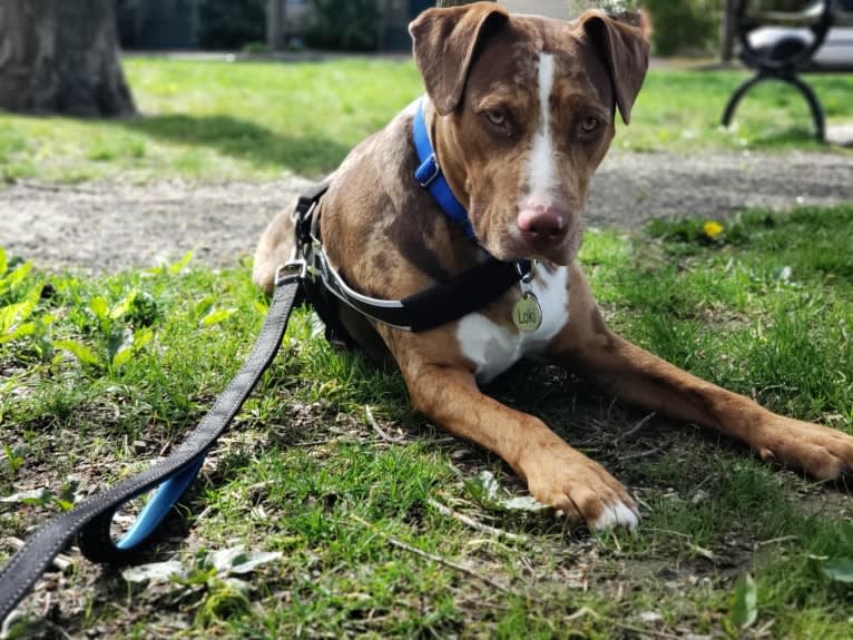 Rescue dog, an American Pit Bull Terrier and Labrador Retriever mix tested with EmbarkVet.com