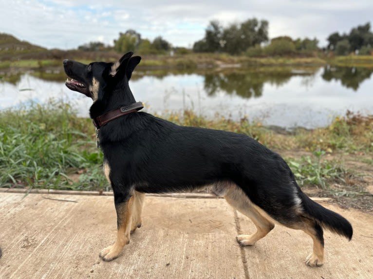 Pyro, a German Shepherd Dog (6.9% unresolved) tested with EmbarkVet.com