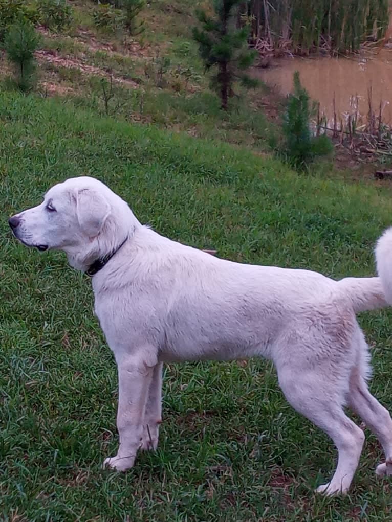 Aladdin, a Great Pyrenees tested with EmbarkVet.com