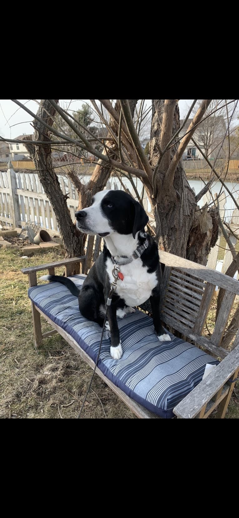 Gatsby, a Beagle and Siberian Husky mix tested with EmbarkVet.com