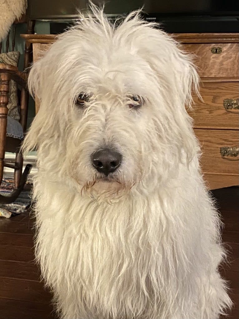 Phinehas, a Great Pyrenees and Komondor mix tested with EmbarkVet.com