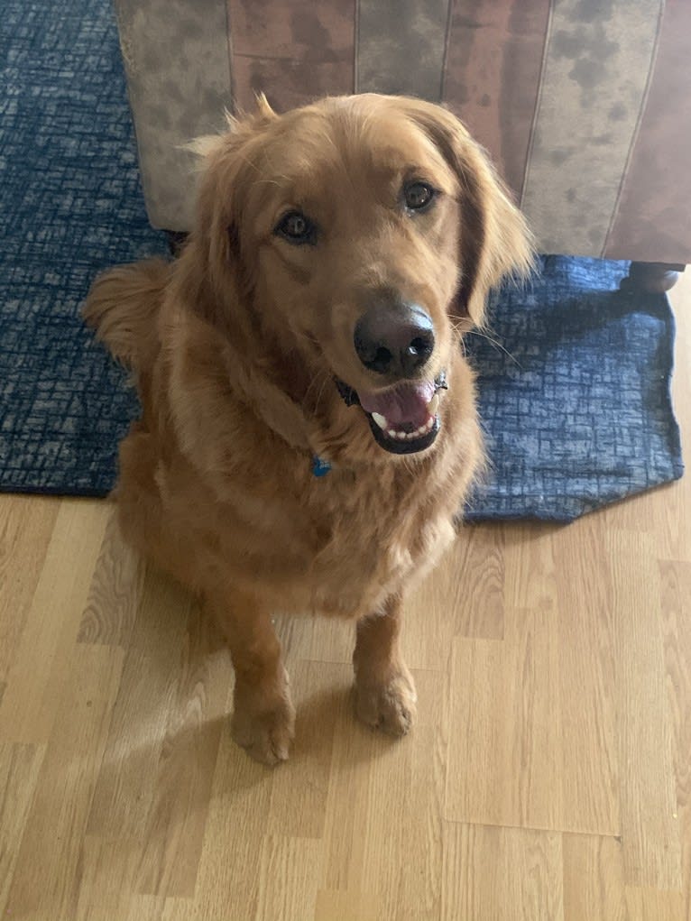 Winston, a Golden Retriever tested with EmbarkVet.com