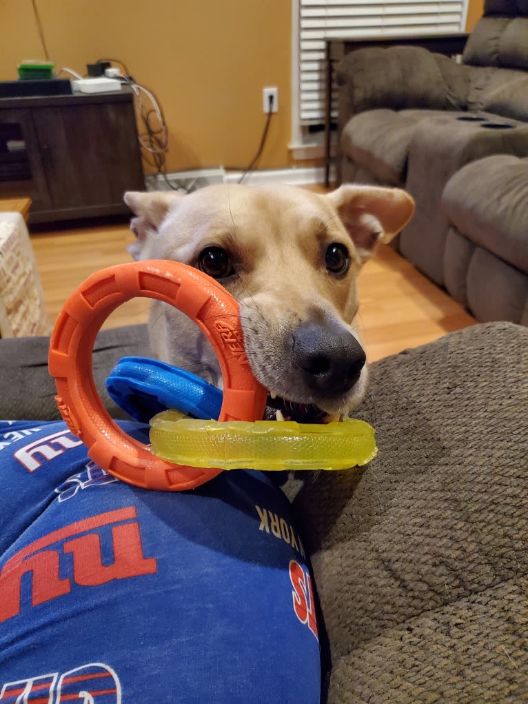 Domo, an American Pit Bull Terrier and Chow Chow mix tested with EmbarkVet.com