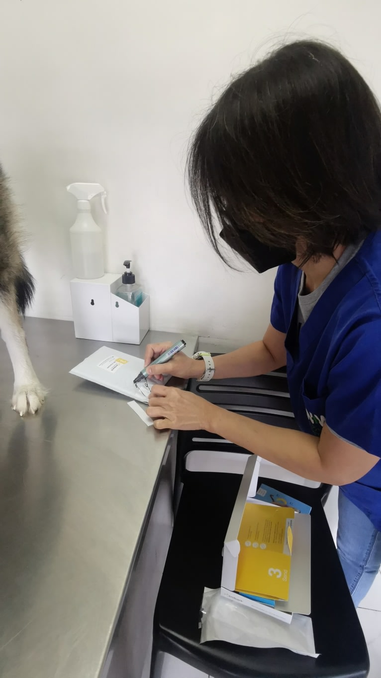 Beauty, a Siberian Husky tested with EmbarkVet.com