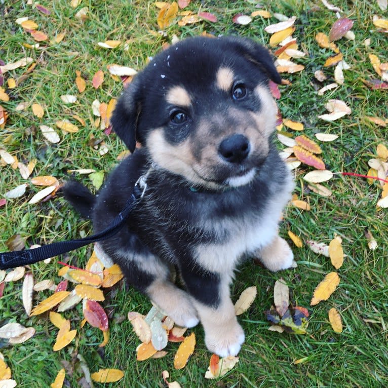 Louis, a Labrador Retriever and Siberian Husky mix tested with EmbarkVet.com