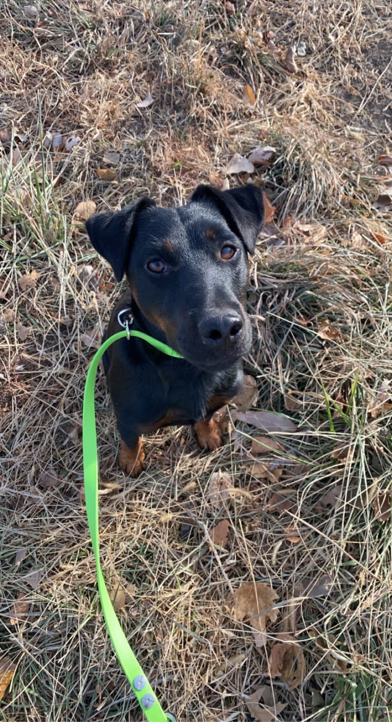 Jude, a Jagdterrier tested with EmbarkVet.com