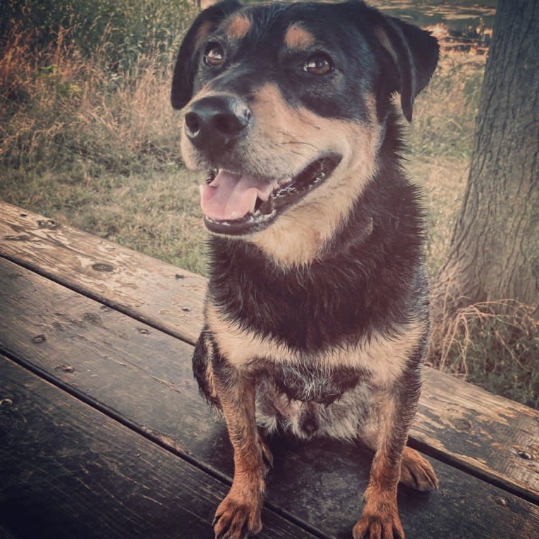 Larry, an American Pit Bull Terrier and Beagle mix tested with EmbarkVet.com