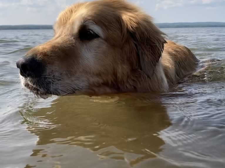 Timber “Gross Manor’s I’ll Be The One You Won’t Forget”, a Golden Retriever tested with EmbarkVet.com