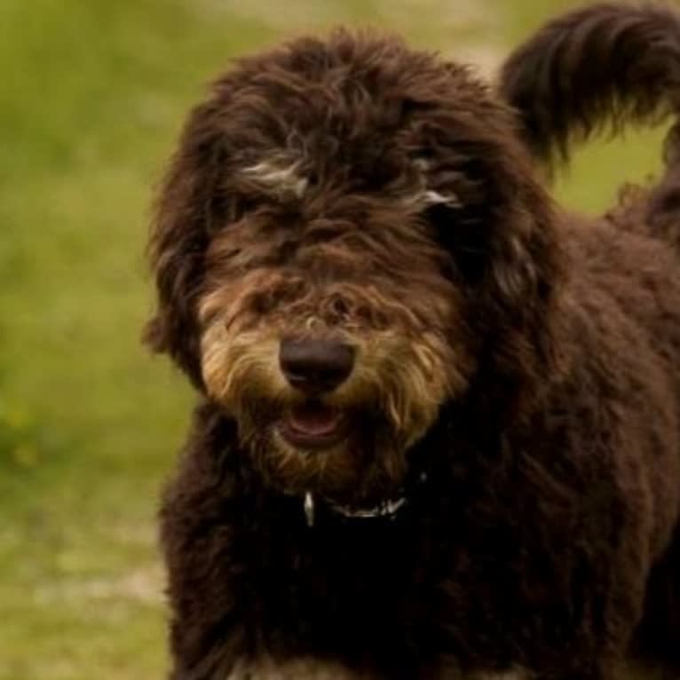 Gideon, a Poodle (Standard) tested with EmbarkVet.com