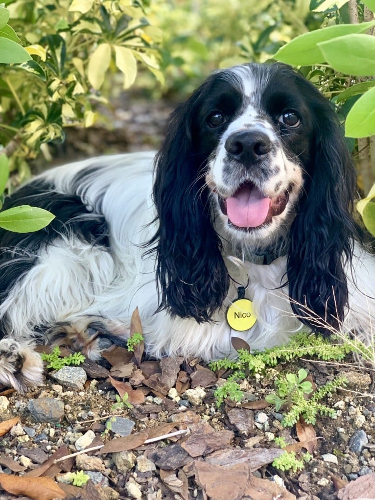 Nico, a Cocker Spaniel and English Cocker Spaniel mix tested with EmbarkVet.com