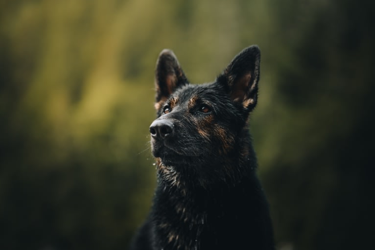 Dino, a German Shepherd Dog tested with EmbarkVet.com