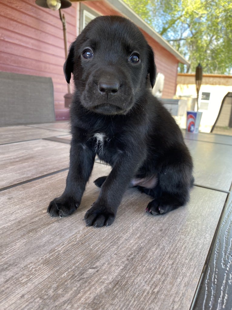 George, a Labrador Retriever and Belgian Malinois mix tested with EmbarkVet.com