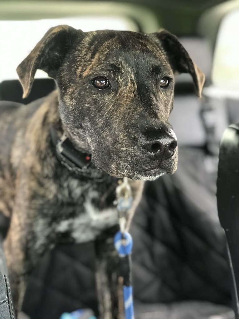 Ragu, an American Pit Bull Terrier and Siberian Husky mix tested with EmbarkVet.com