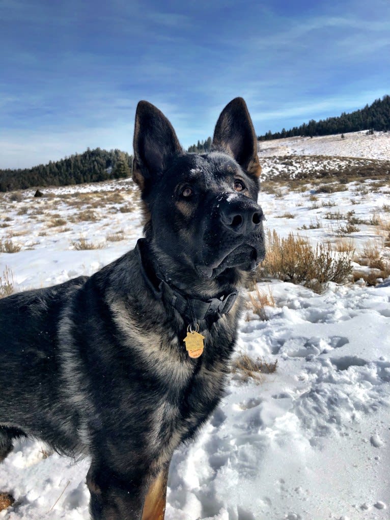 Booth vom Wahrsten, a German Shepherd Dog tested with EmbarkVet.com