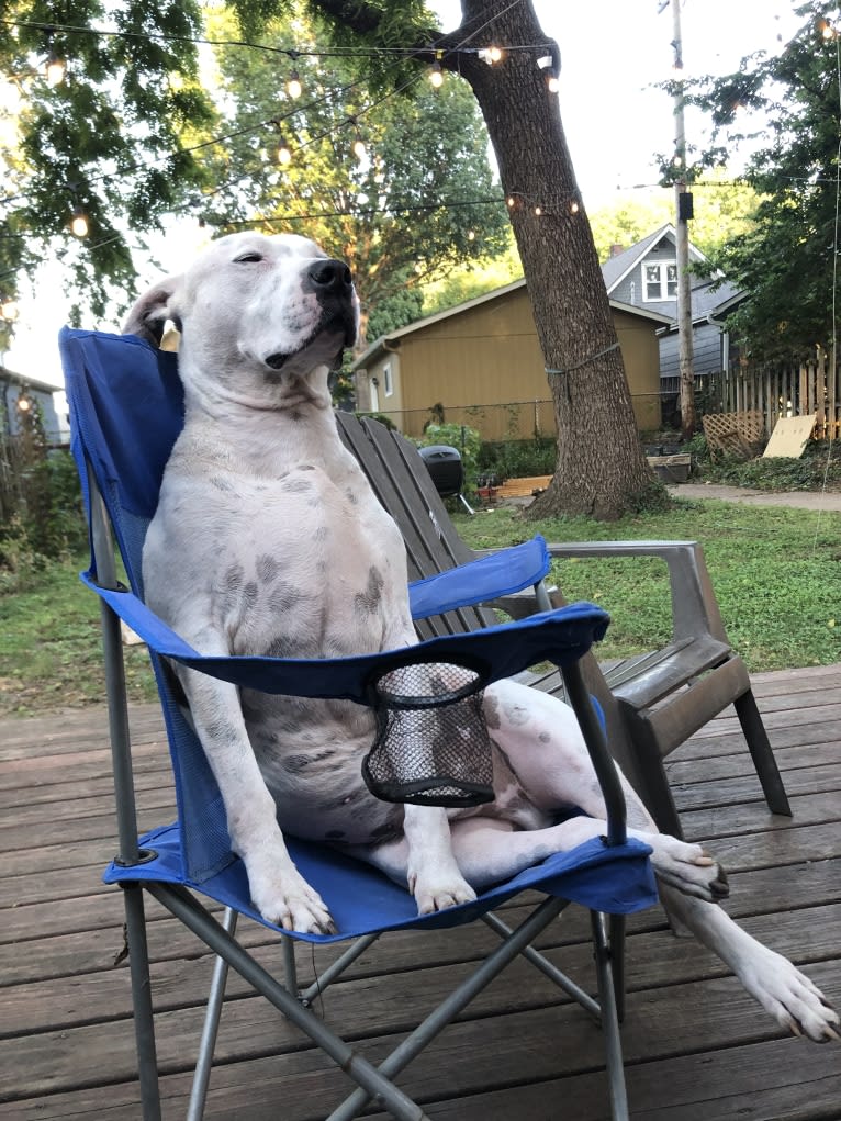 Auggie, an American Pit Bull Terrier and American Staffordshire Terrier mix tested with EmbarkVet.com