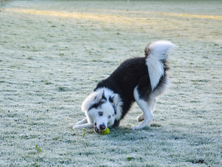 Faustus, a Yakutian Laika tested with EmbarkVet.com