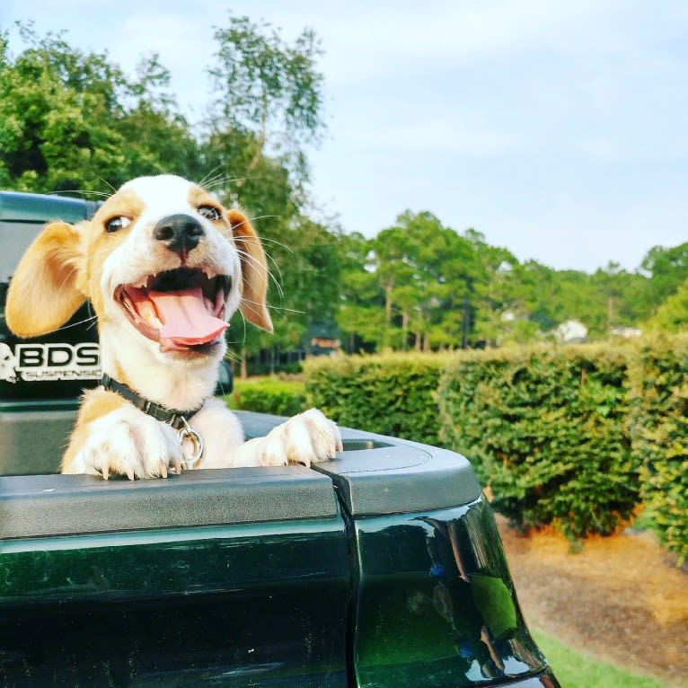 Langston Hughes, a Beagle and Australian Shepherd mix tested with EmbarkVet.com