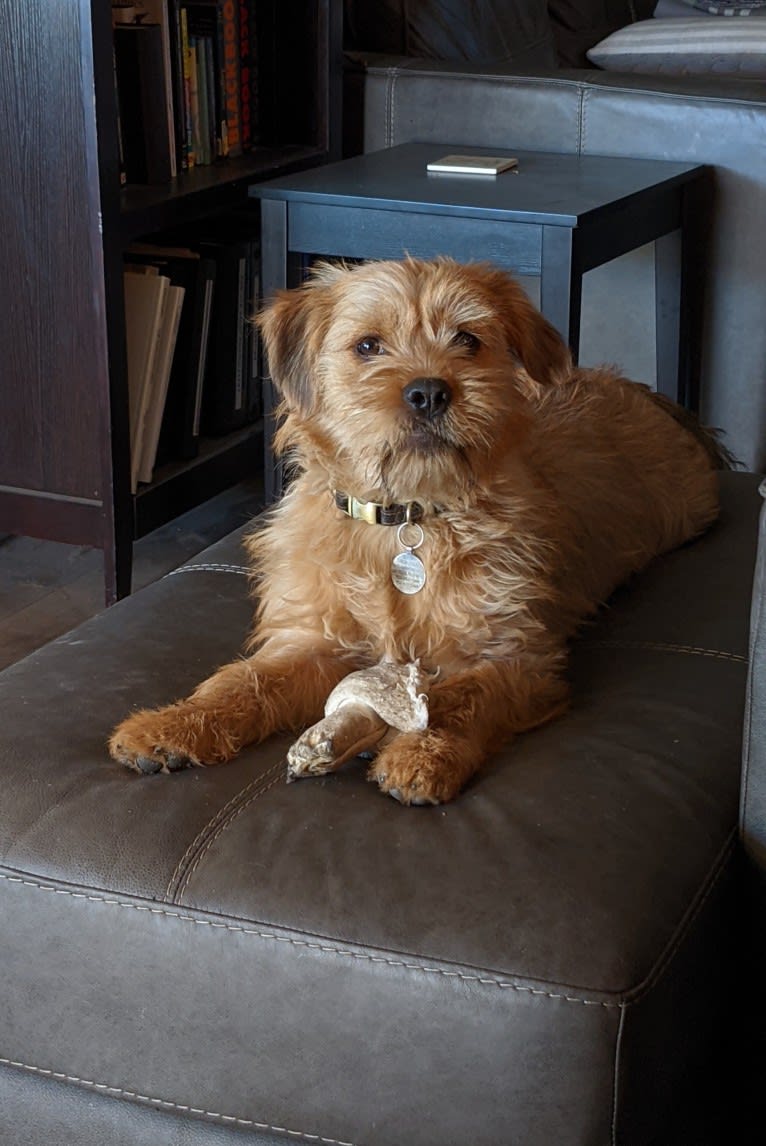 Simon LeBone, a Rottweiler and Shih Tzu mix tested with EmbarkVet.com