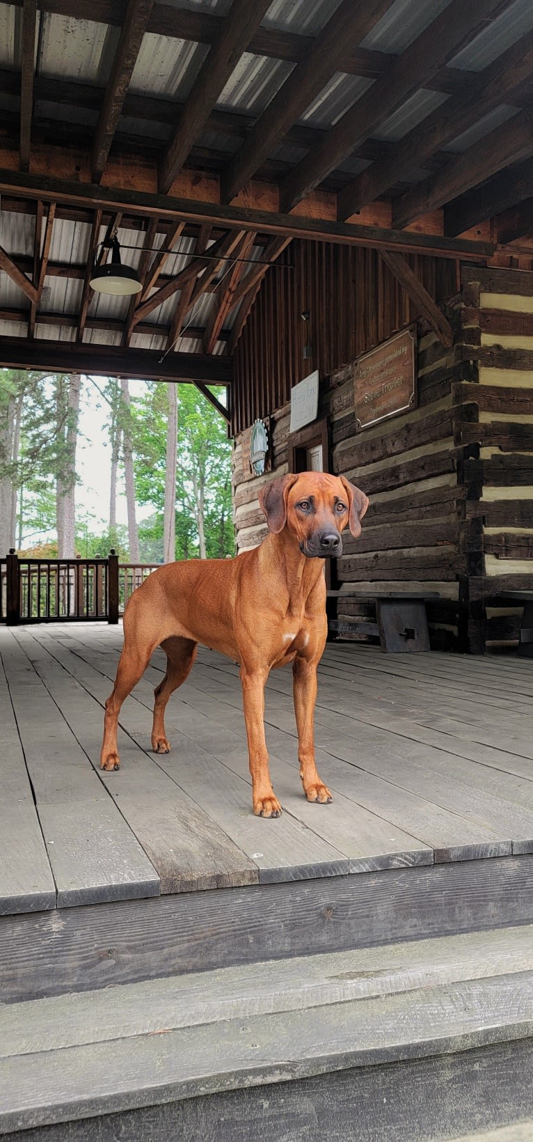 Willow, a Rhodesian Ridgeback tested with EmbarkVet.com