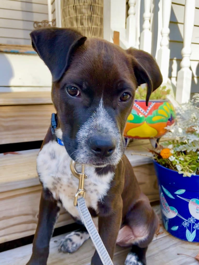 Tommy, a Boxer and American Pit Bull Terrier mix tested with EmbarkVet.com