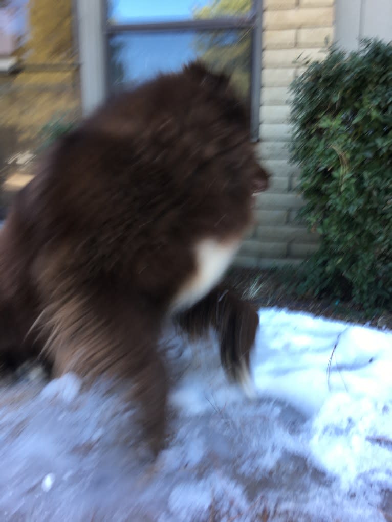 Rosey, a Newfoundland and Siberian Husky mix tested with EmbarkVet.com