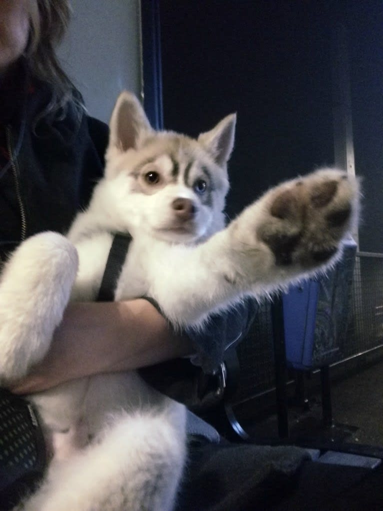 Simba, a Siberian Husky and Pomeranian mix tested with EmbarkVet.com