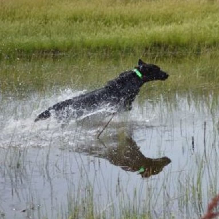 Talle, a Flat-Coated Retriever tested with EmbarkVet.com