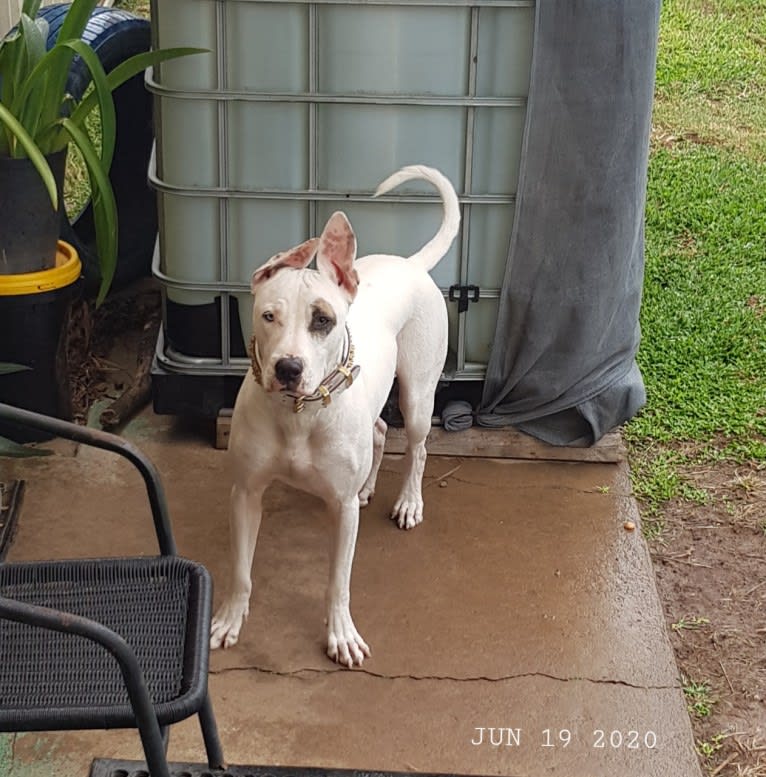 Zeus, an American Pit Bull Terrier and Australian Cattle Dog mix tested with EmbarkVet.com