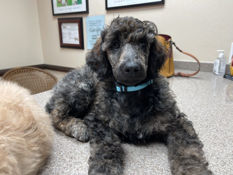 Poppy, a Poodle (Standard) tested with EmbarkVet.com