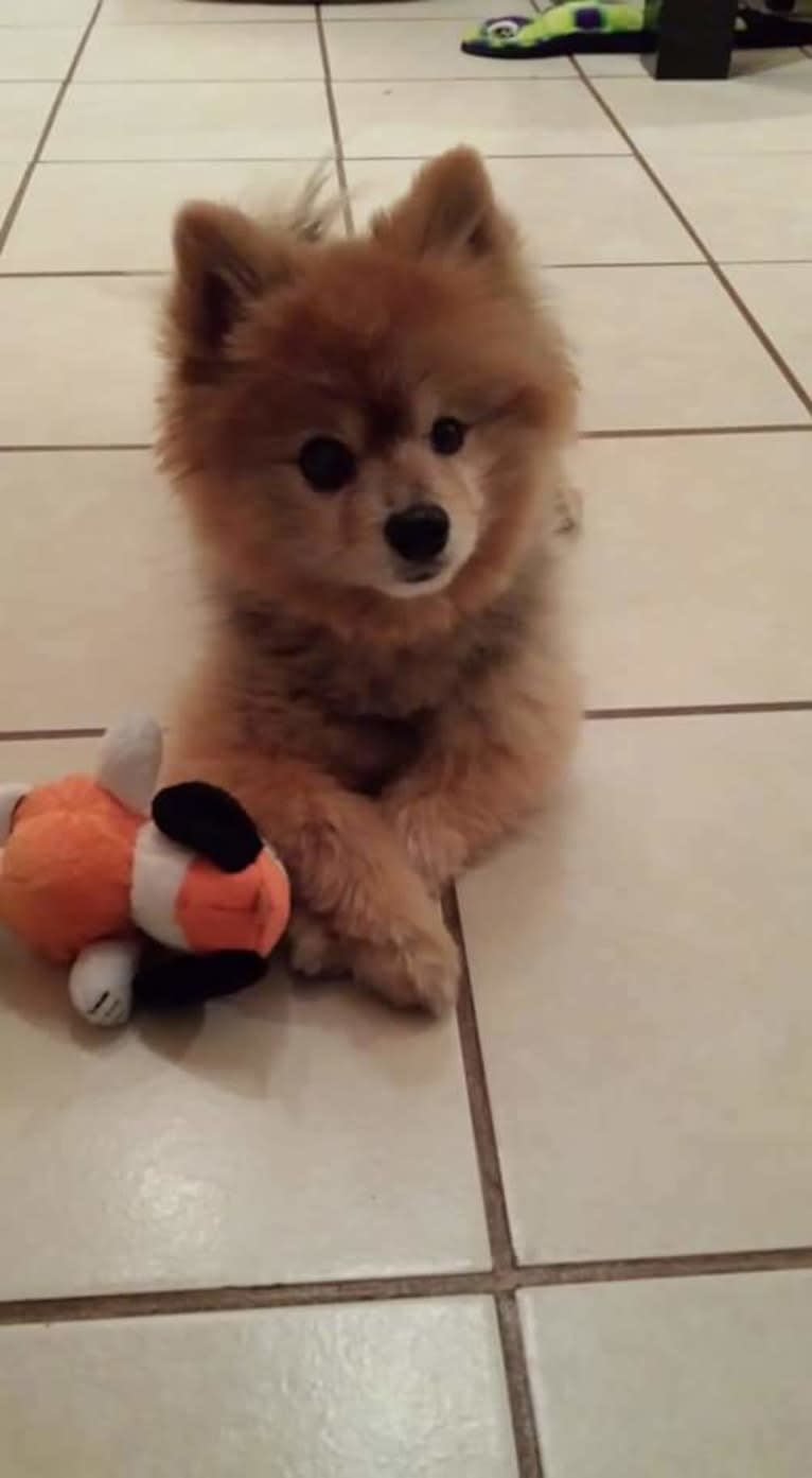 Zeke, a Pomeranian tested with EmbarkVet.com