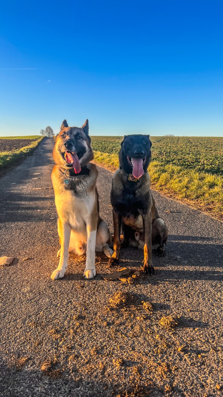 Anouk, a Yakutian Laika and Akita Inu mix tested with EmbarkVet.com