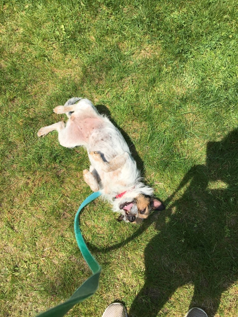 Juniper, a Chihuahua and Russell-type Terrier mix tested with EmbarkVet.com