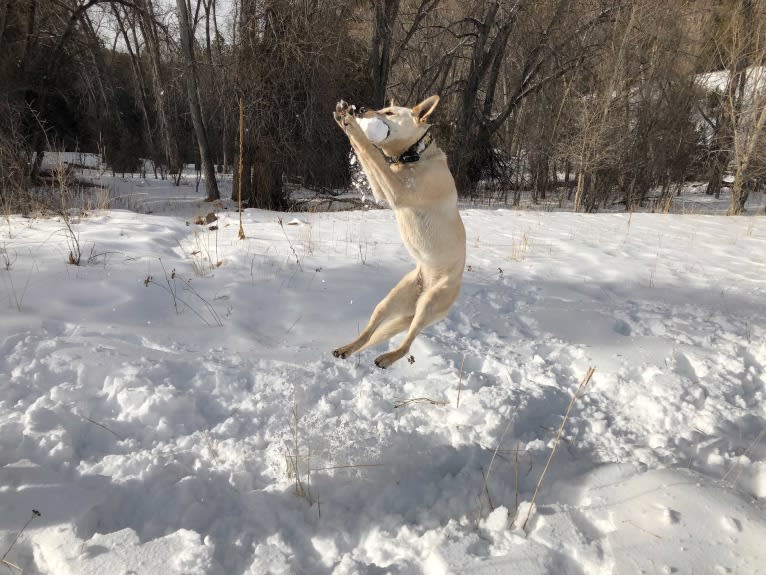 Pearl, an Australian Cattle Dog and Labrador Retriever mix tested with EmbarkVet.com