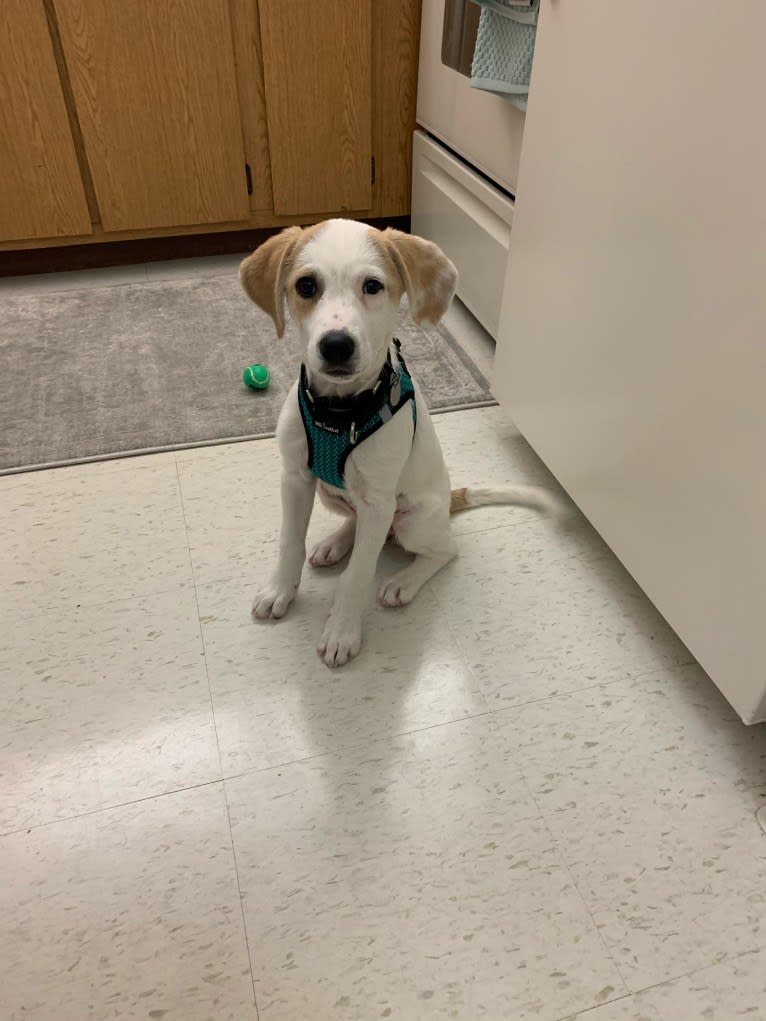 Bella, a Great Pyrenees and Australian Cattle Dog mix tested with EmbarkVet.com