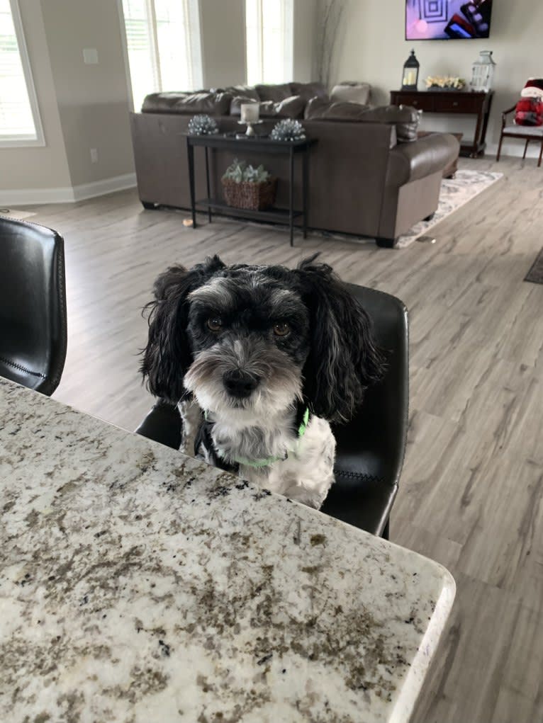 Theo, a Havanese and Coton de Tulear mix tested with EmbarkVet.com