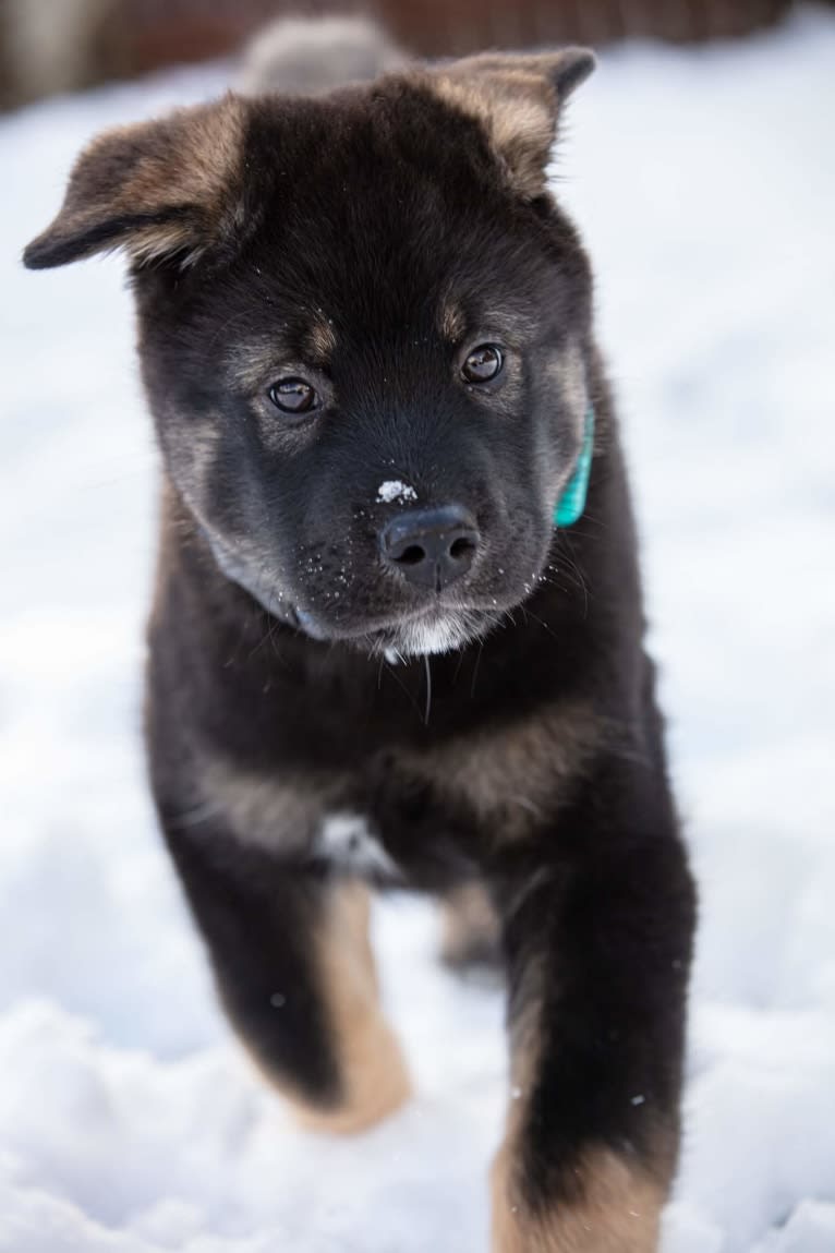 Kaiju Bear, an Akita and Alaskan Malamute mix tested with EmbarkVet.com