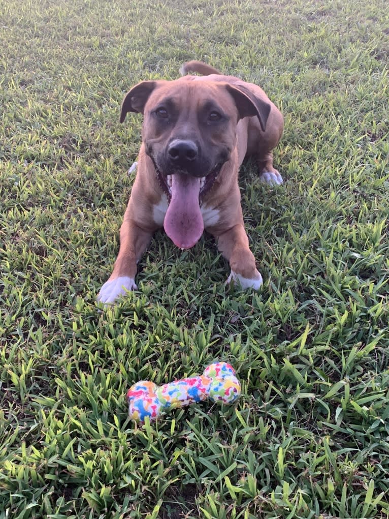 Jameson, an American Pit Bull Terrier and American Staffordshire Terrier mix tested with EmbarkVet.com