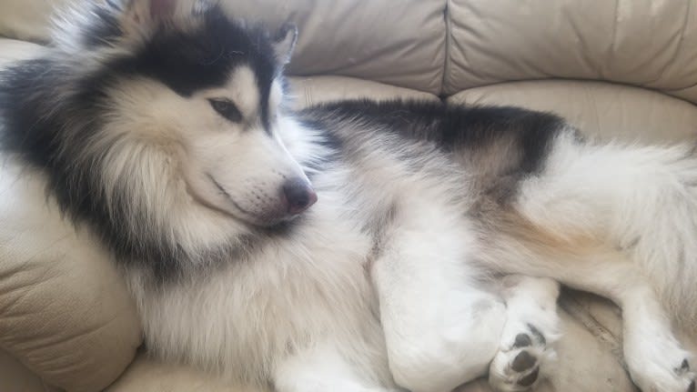 SOJU, a Siberian Husky and Alaskan Malamute mix tested with EmbarkVet.com