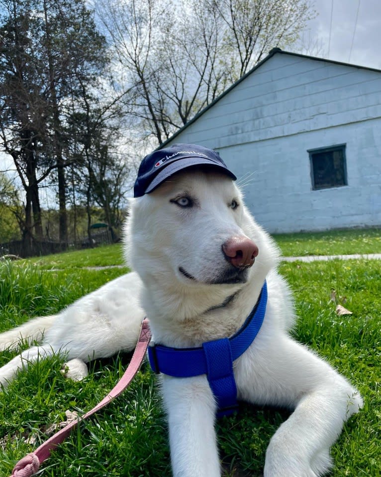 Loki, a Siberian Husky tested with EmbarkVet.com