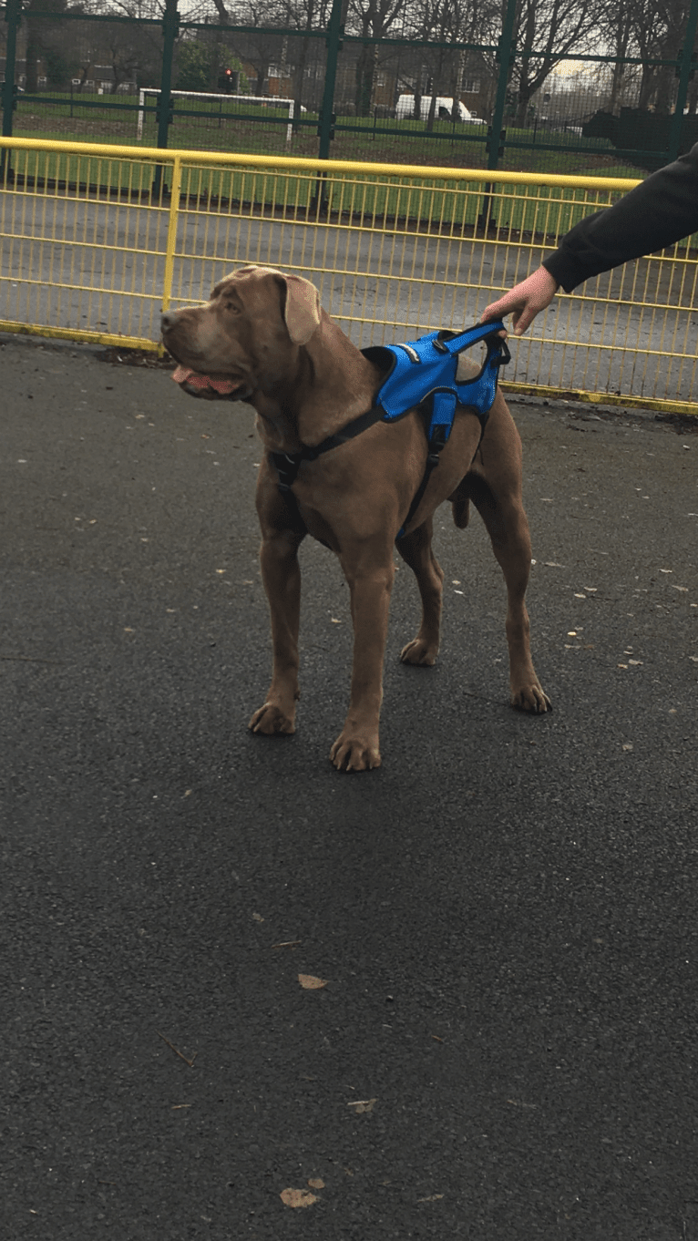 Kilo, a Cane Corso and Neapolitan Mastiff mix tested with EmbarkVet.com