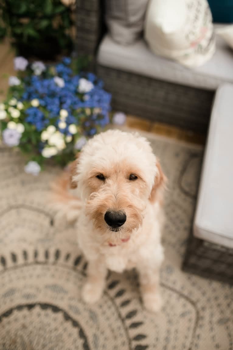 Meeko, a Goldendoodle tested with EmbarkVet.com