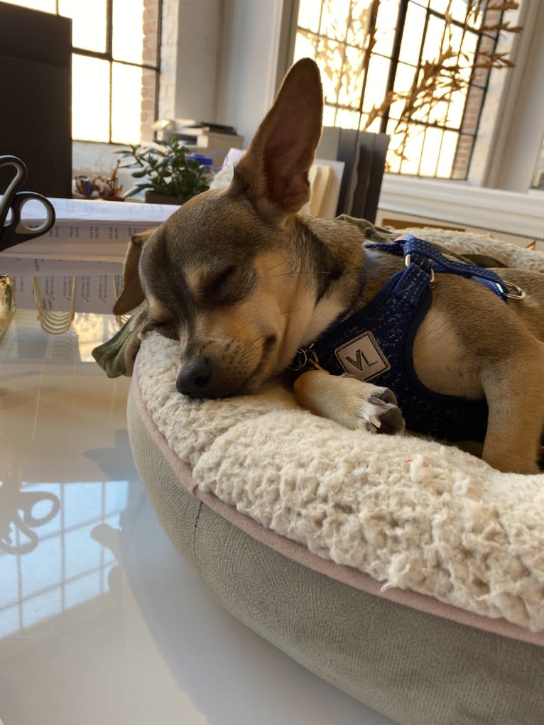 Milo, a Chihuahua and Rat Terrier mix tested with EmbarkVet.com
