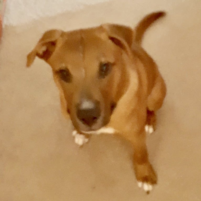 Job, an American Pit Bull Terrier and Boxer mix tested with EmbarkVet.com