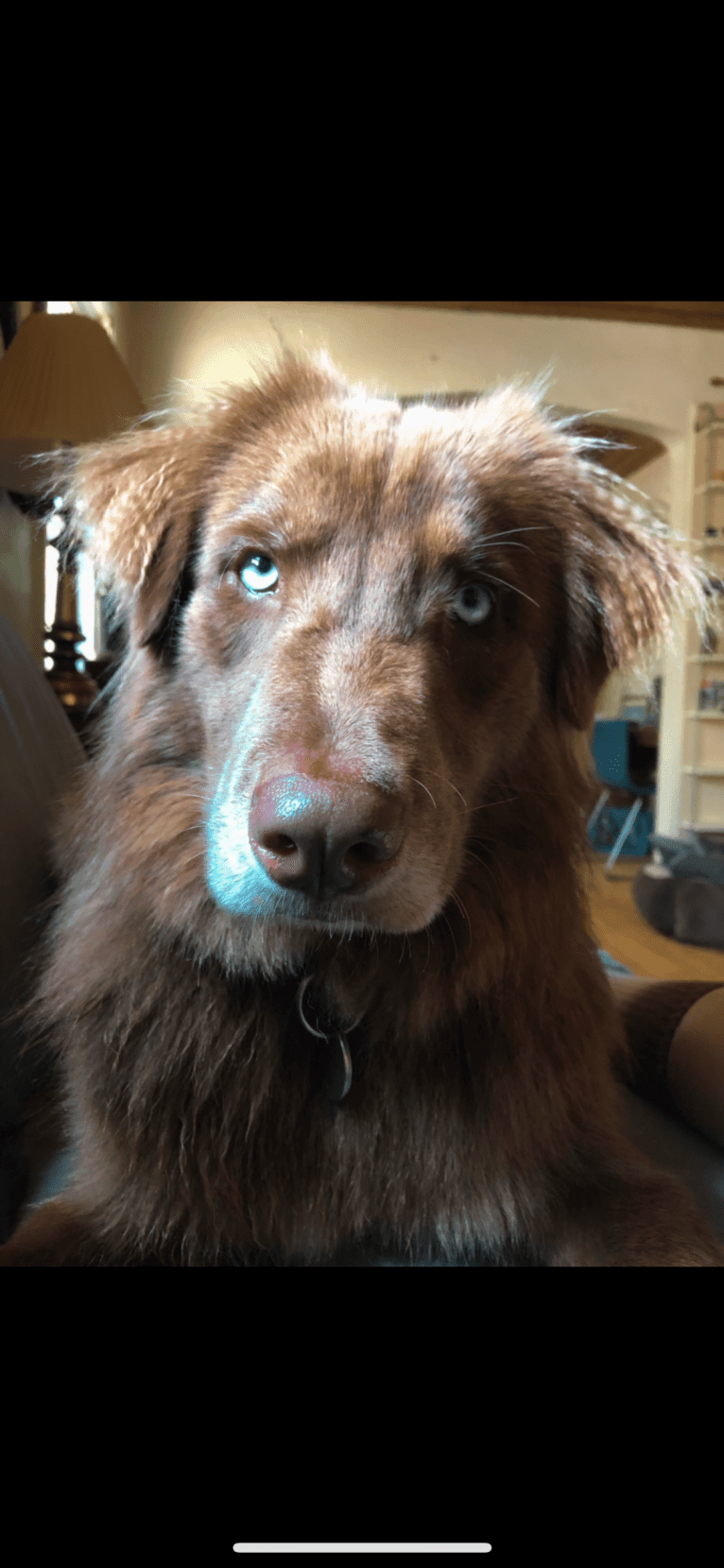 Folger, an Australian Shepherd and Siberian Husky mix tested with EmbarkVet.com