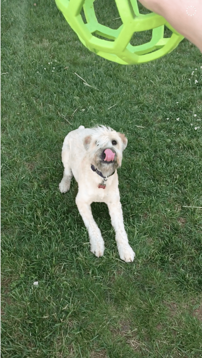 Desmond, a Soft Coated Wheaten Terrier tested with EmbarkVet.com