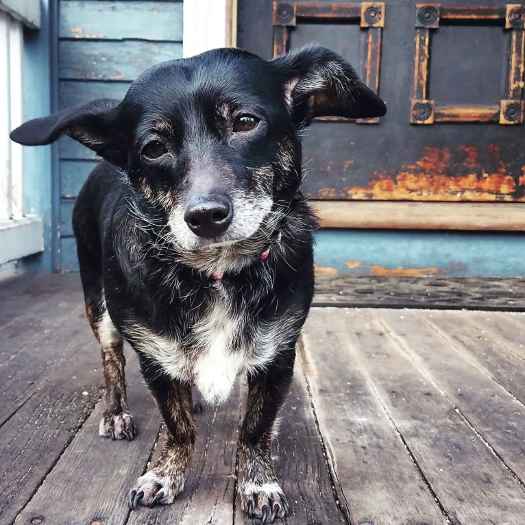 Charlea, a Poodle (Small) and Chihuahua mix tested with EmbarkVet.com