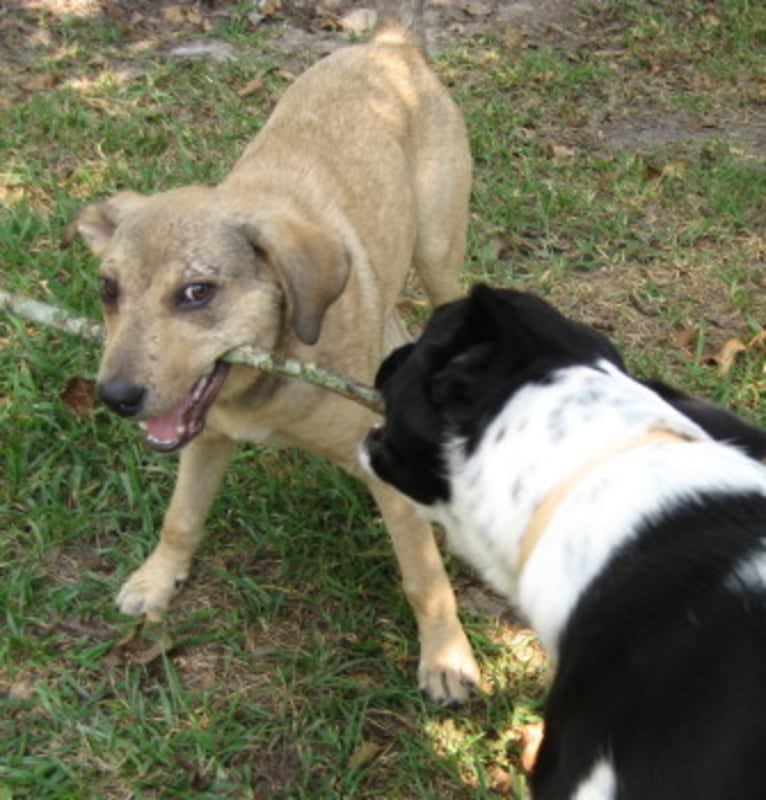 Chase, an American Pit Bull Terrier and Great Pyrenees mix tested with EmbarkVet.com