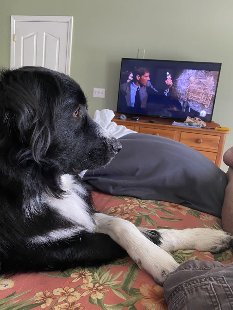 Bowie, a Great Pyrenees and Australian Shepherd mix tested with EmbarkVet.com