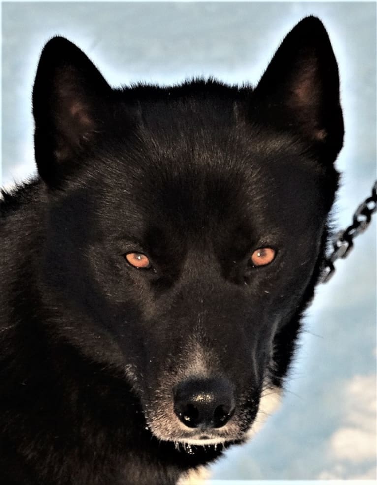 Nox, a Siberian Husky tested with EmbarkVet.com