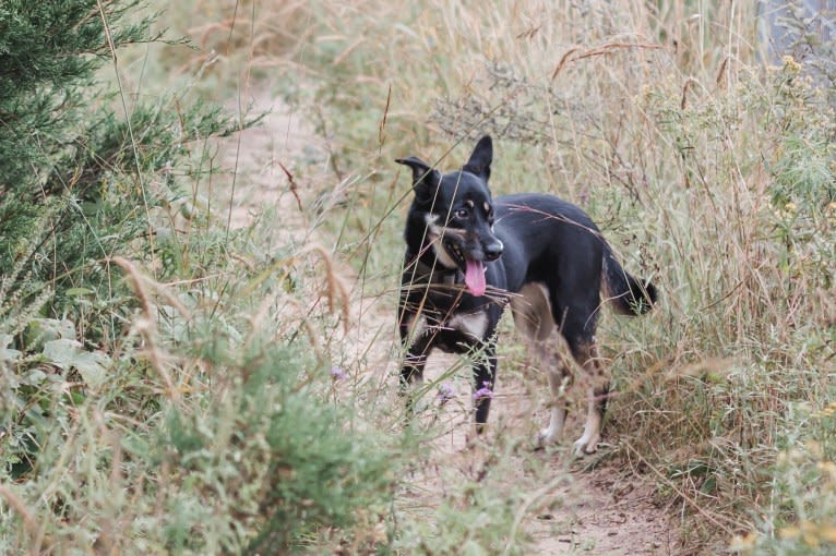 Remington, a Labrador Retriever and German Shepherd Dog mix tested with EmbarkVet.com